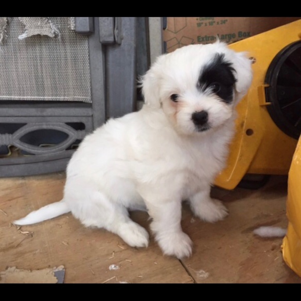 Meet your Posher, Lily